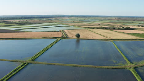 Tree-in-flooded-rice-fields-aerial-back-traveling-France-Camargue